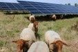 Energies vertes et agriculteurs, un mariage d'intérêt