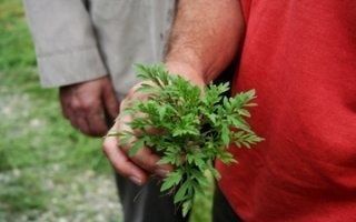 Les cimentiers en guerre contre l'ambroisie dans les carrières