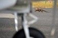 Au milieu des iguanes des Galapagos, un aéroport 100% vert