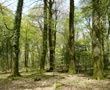 Lancement de Breizh Forêt Bois