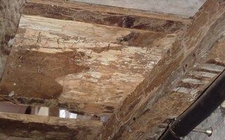Un mémento technique pour les professionnels du risque termite