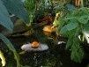 Paris : Alexis Tricoire donne un coup de brosse aux Serres du Jardin des Plantes
