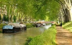 Replanter les 42.000 platanes du Canal du Midi