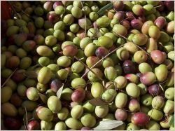 Un mortier léger à base de noyaux d'olives