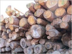 Constructions neuves : fin de l'obligation de quantité minimale de bois