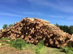 Les secrets de fabrication du finlandais Metsä Wood