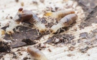 Lutte contre les termites : l'application du dernier décret pose problème (SNAPB)
