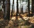 8 millions d'arbres morts en forêt suite à la sécheresse de 2015