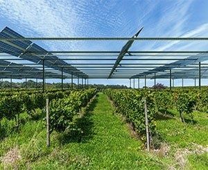 Inauguration de la première centrale vitivoltaïque dans les Pyrénées-Orientales