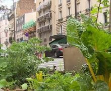 Planter des poireaux sur les trottoirs parisiens, c'est possible