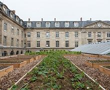 Un potager et bientôt une vigne sur un toit de l'Hôtel de Ville de Paris