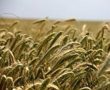 Stéphane Travert veut protéger les terres agricoles de la spéculation étrangère
