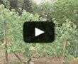 La Butte Bergeyre, des vignes méconnues en plein Paris