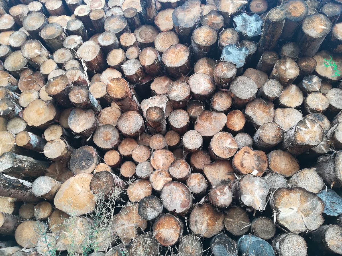 Le Cinov veut augmenter le coefficient d'énergie primaire du bois