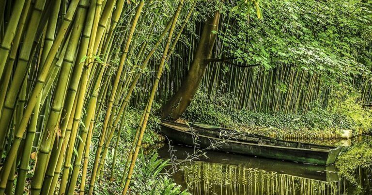 MycoBamboo : étude de l’empreinte carbone d’un composite en mycélium et bambou