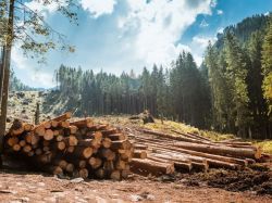 Dans un contexte international tendu, le marché du bois risque d'être à la peine en 2023