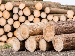Exports de grumes : la quasi-totalité de la filière bois s'engage sur des mesures