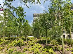 Une forêt urbaine pousse à Paris, une solution "contre le dérèglement climatique"