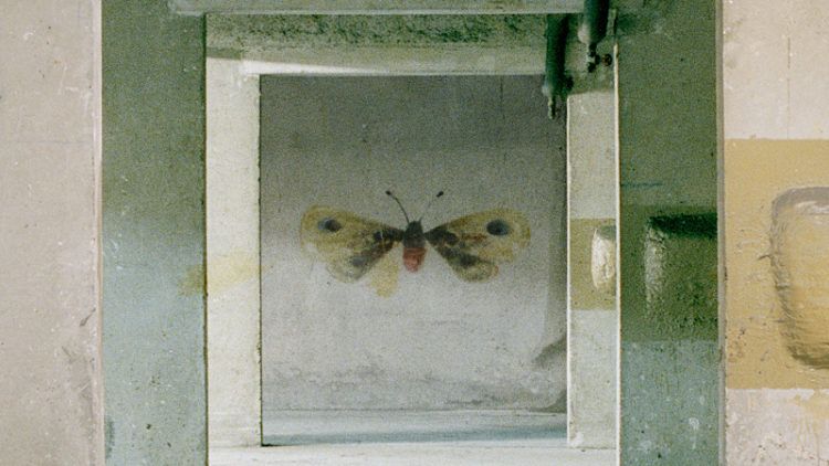 Du temps, de l’espace, des oiseaux, par Axel Dahl