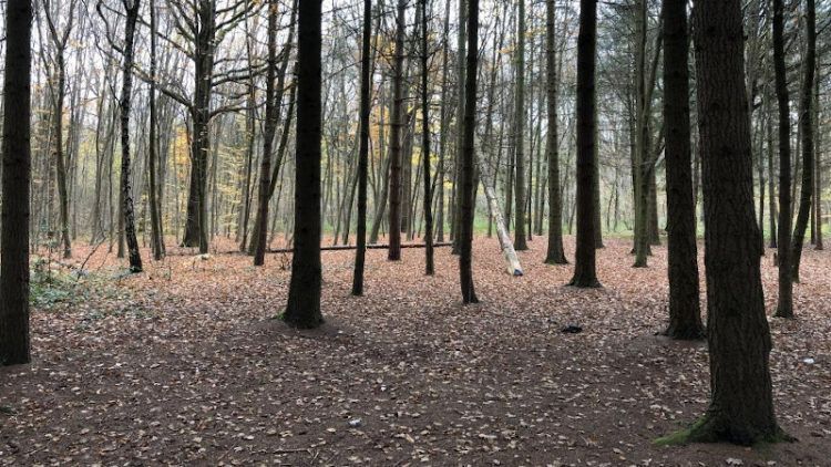 En-dessous, la forêt : Feda Wardak et la puissance de la forêt