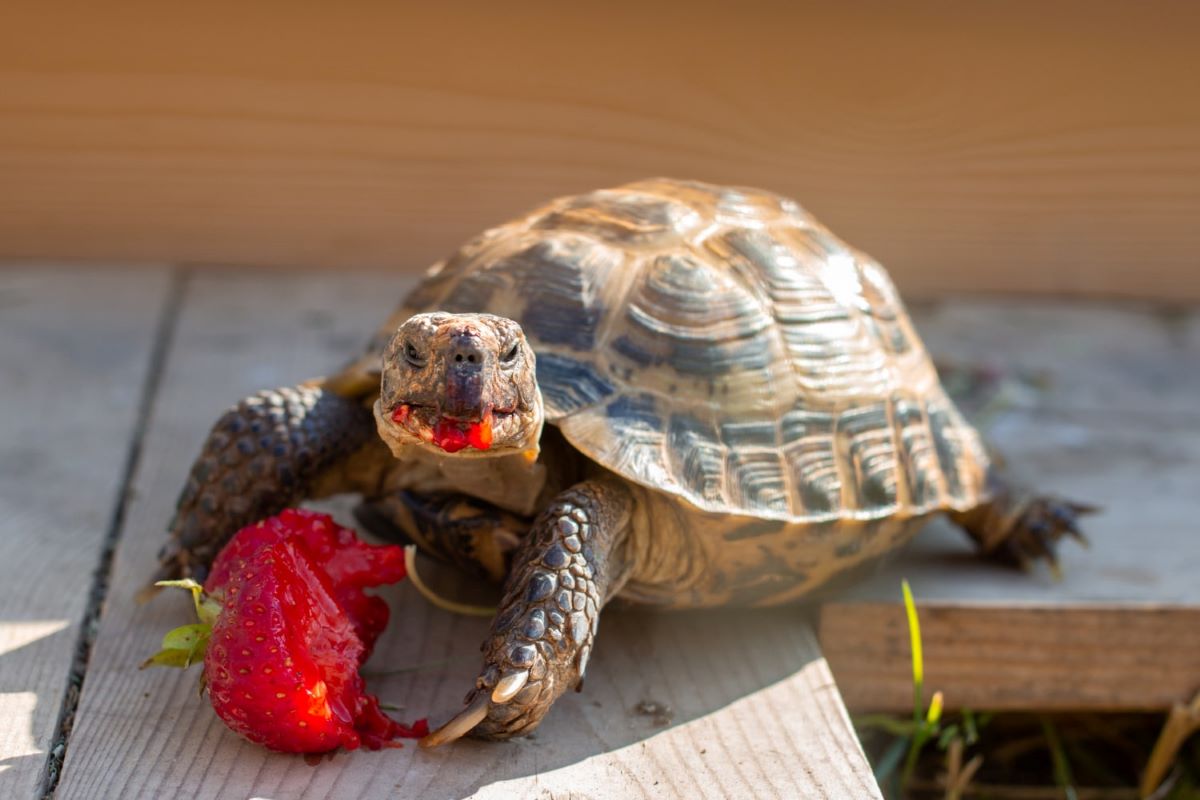 Amendes réduites en appel pour un entrepreneur ayant détruit des tortues protégées