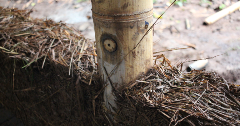 Le bambou, un allié de choix pour la terre crue en construction