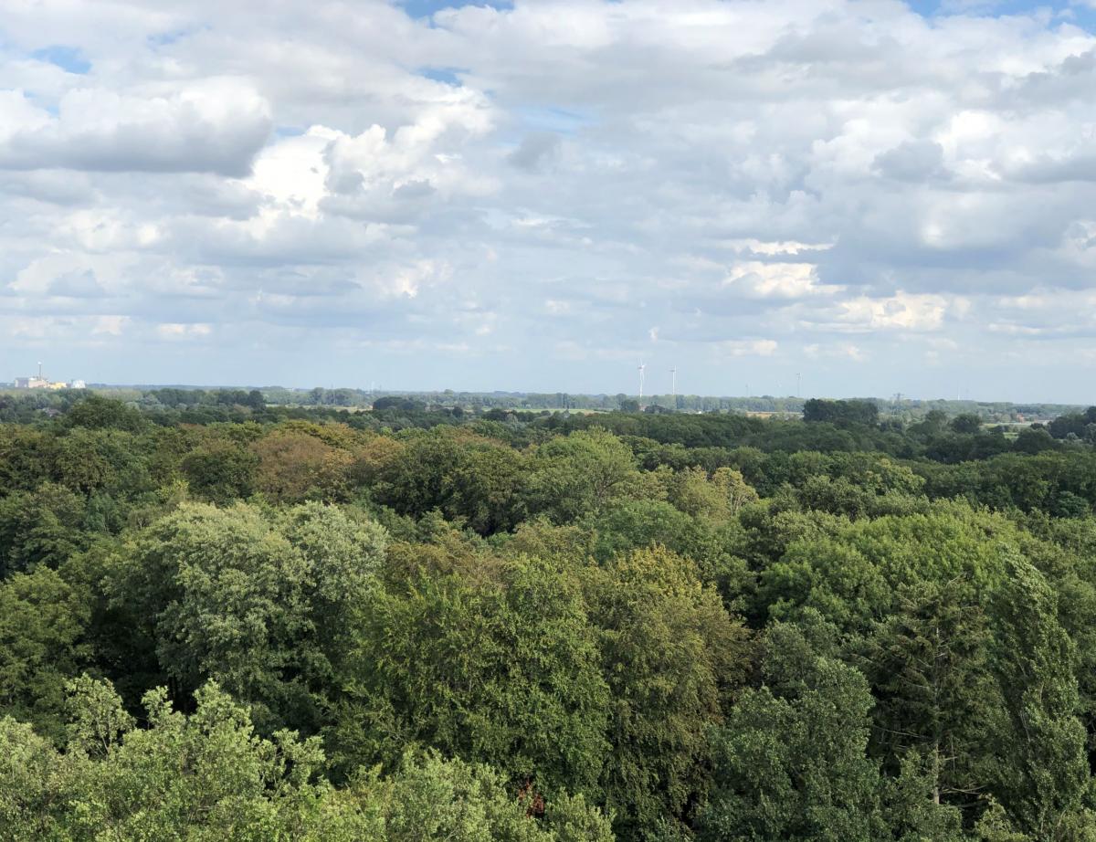 Le rapport Cattelot propose une réforme de la forêt saluée par la profession