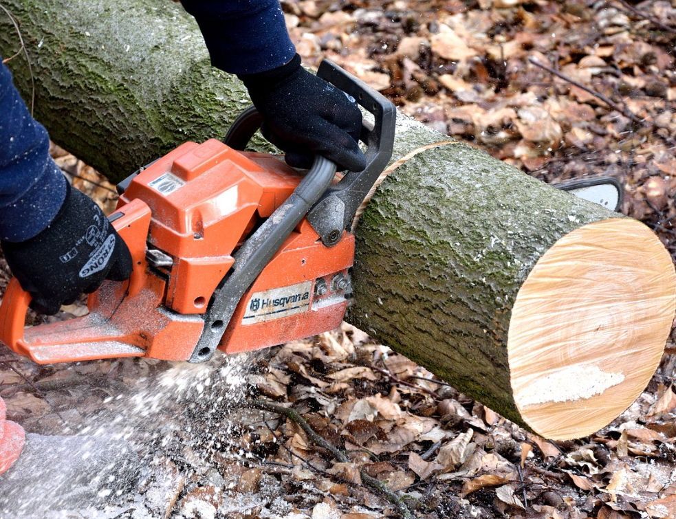 La filière forêt et bois présente un manifeste en vue des élections présidentielles