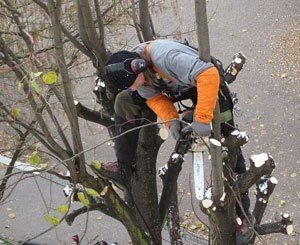 On ne peut faire couper que les branches d'un voisin immédiat