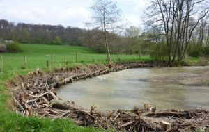 Aménagement : six fiches diffusent les solutions fondées sur la nature