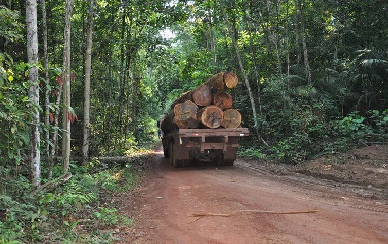 Couper moins et laisser reposer : une nouvelle gestion des forêts tropicales s’impose