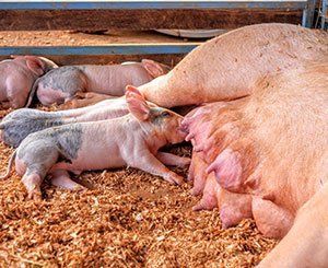 Dans le Morbihan, des cochons chauffés aux calories du lisier