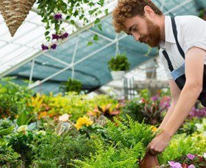 Le marché du jardin bat des records de croissance