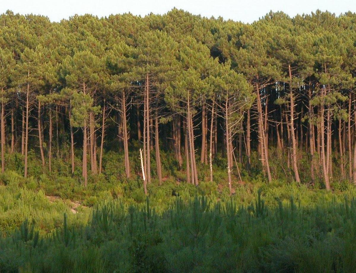 Feu de forêt en Gironde, environ 250 hectares détruits