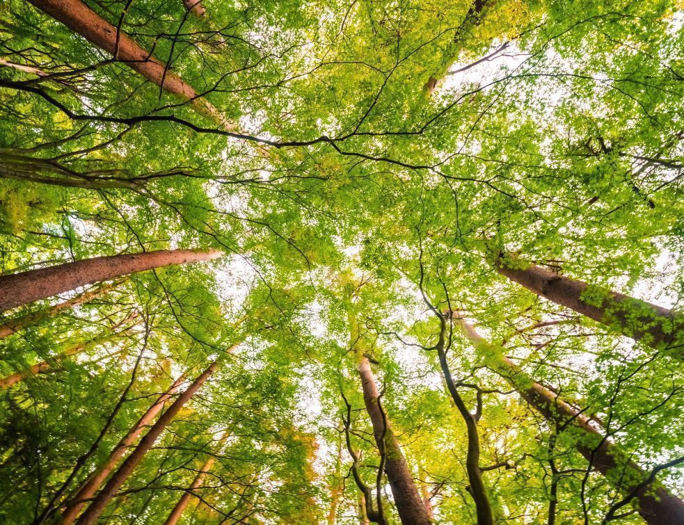 Quel est le véritable impact environnemental des matériaux biosourcés?