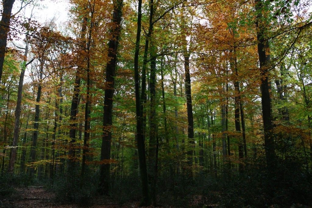 Le formidable potentiel de décarbonation de la filière forêt-bois française