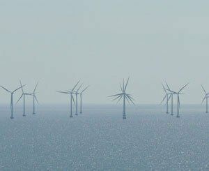 Éolien en mer : l'UICN France réclame une meilleure prise en compte des impacts sur la biodiversité