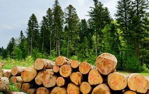 Le bois du Jura décroche son AOC