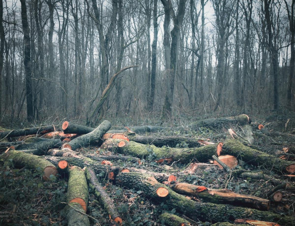 Décarboner le bâtiment: la filière bois réclame des moyens pour être plus compétitive