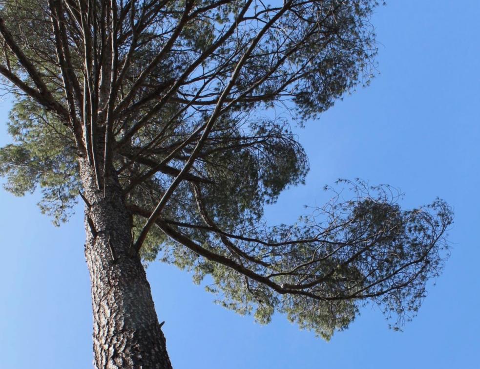 Construction neutre en carbone : le pari du pin d’Alep