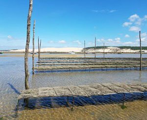 Vers une tolérance ponctuelle des rejets d'eaux usées dans le milieu naturel du Bassin d'Arcachon