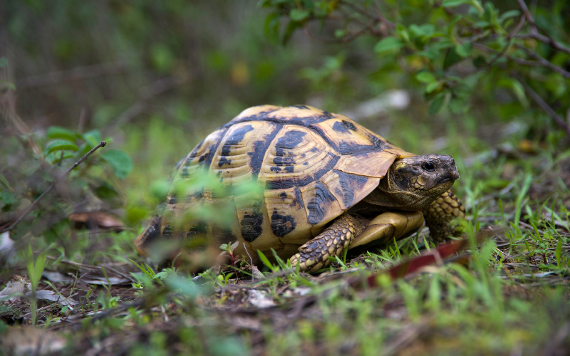 destruction de tortues d hermann en corse condamnation en appel