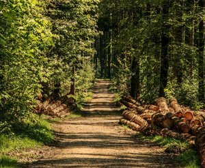 Les nouveaux standards de gestion forestière durable PEFC pour la France sont entrés en vigueur : une avancée majeure pour la pérennité des forêts