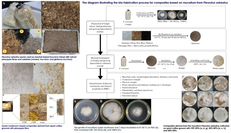 Les composites à base de mycélium révolutionnent les matériaux durables