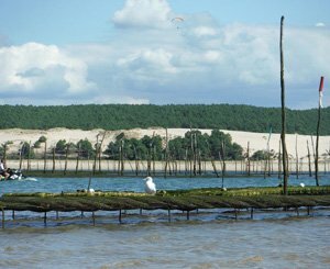 Levée de boucliers dans le Bassin d'Arcachon face à un possible "permis de polluer"