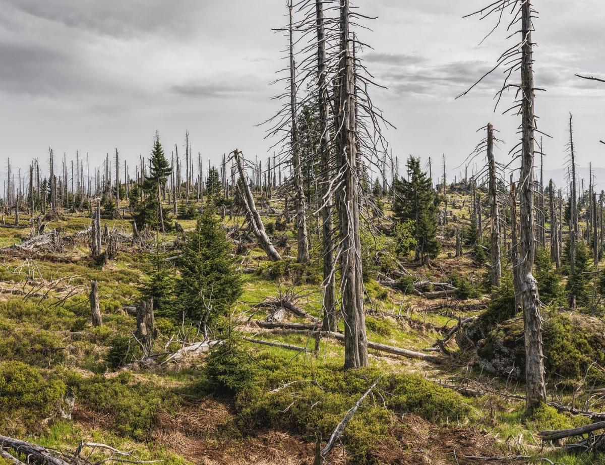 Les ventes de bois menacées avec l'infestation de coléoptères