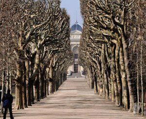 Les arbres mythiques parisiens à la peine à cause du réchauffement climatique