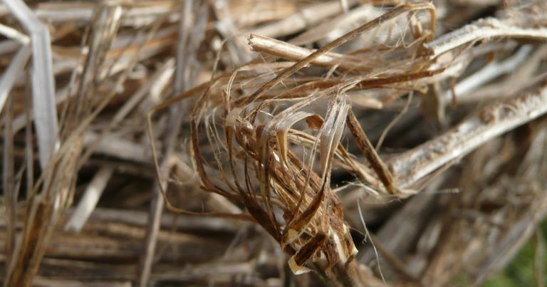 Terre crue et matériaux biosourcés : des intérêts complémentaires