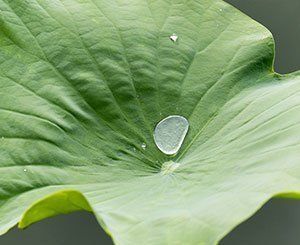 Quand Sto s'inspire de la nature pour créer des peintures de façade aux fonctions innovantes