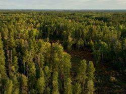 Pour les coopératives forestières, le bois doit être privilégié pour la relance